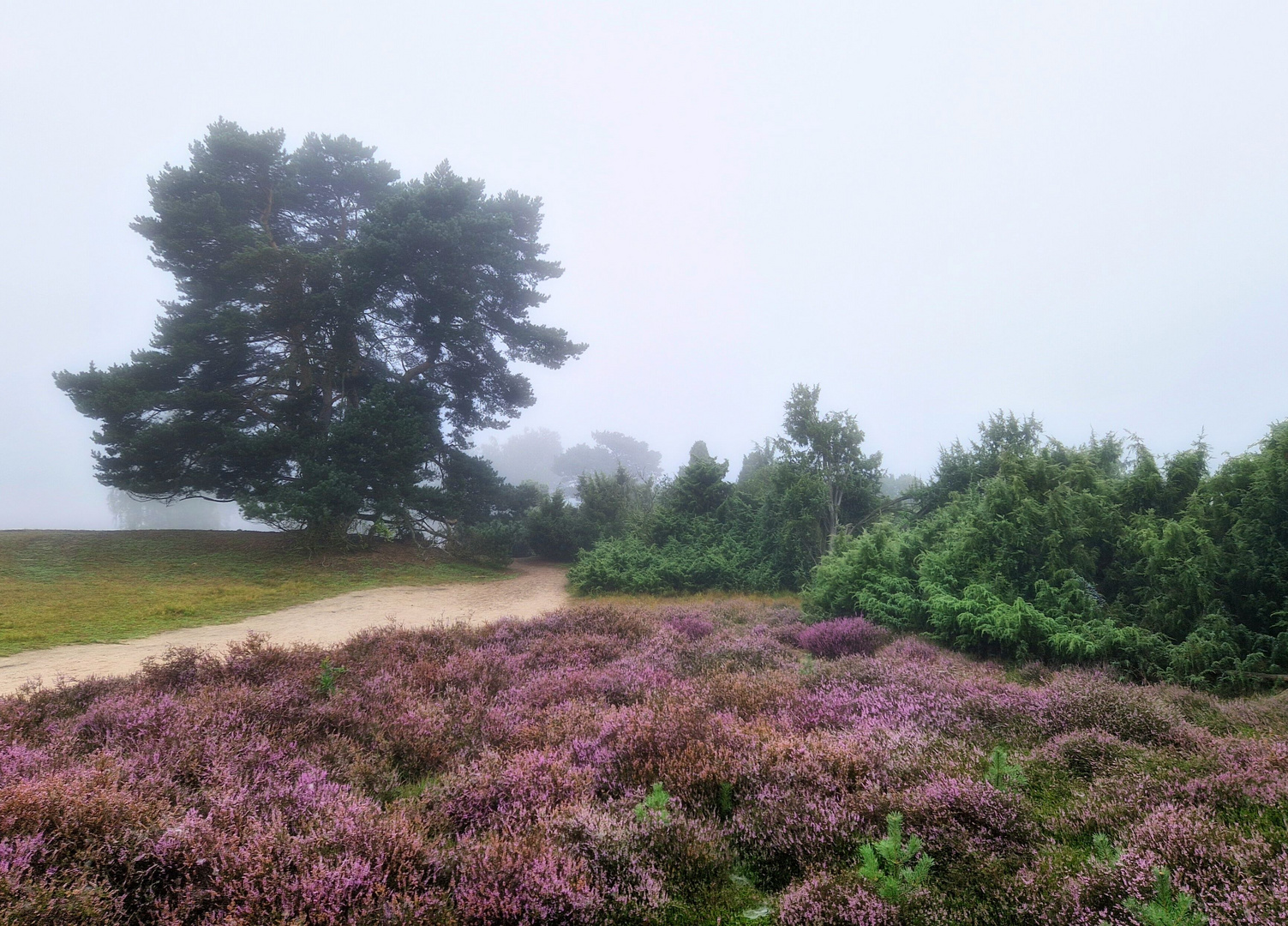 Heide im Nebel