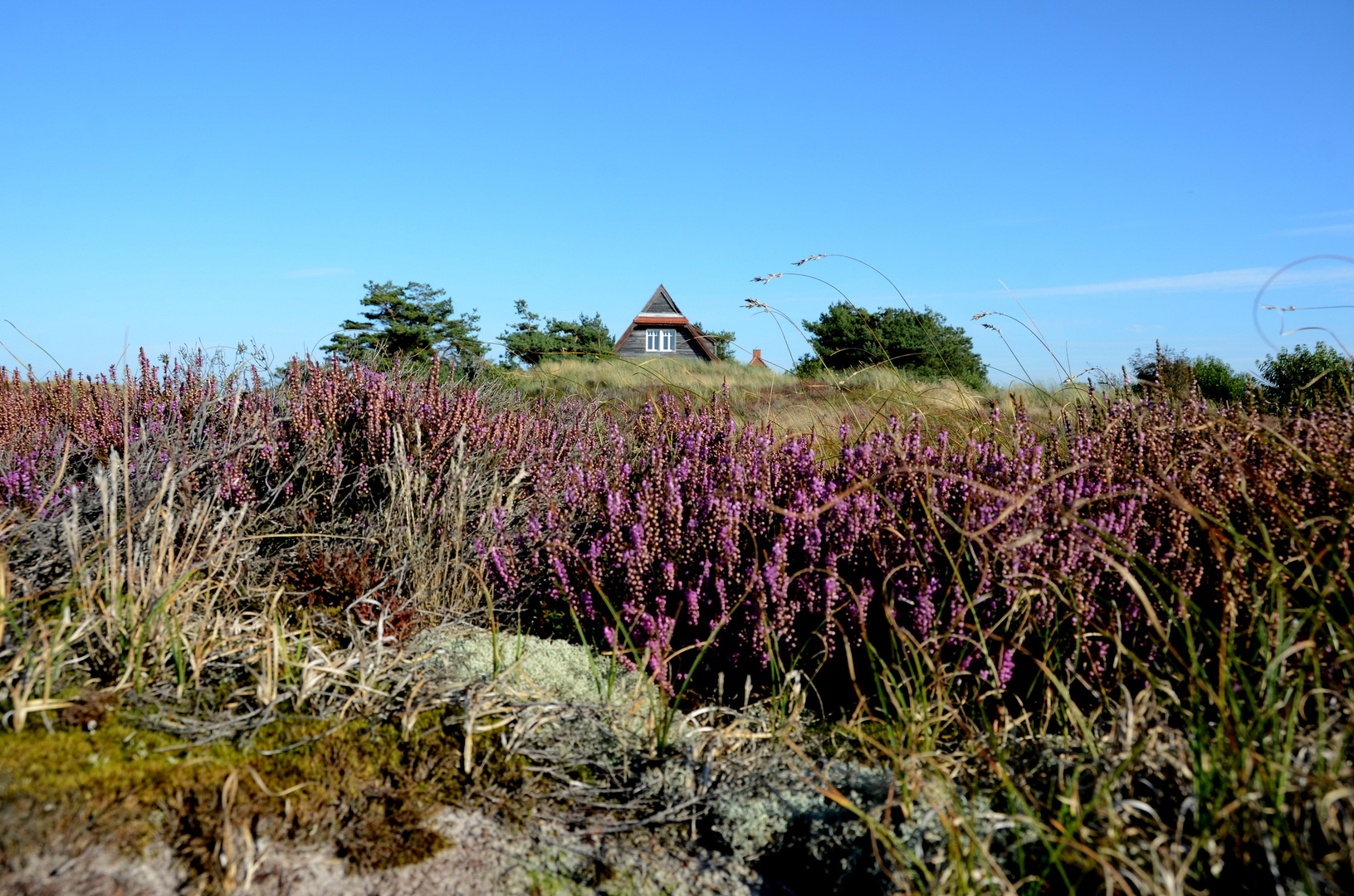 Heide im Oktober