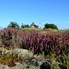 Heide im Oktober