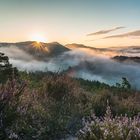 Heide im Pfälzerwald