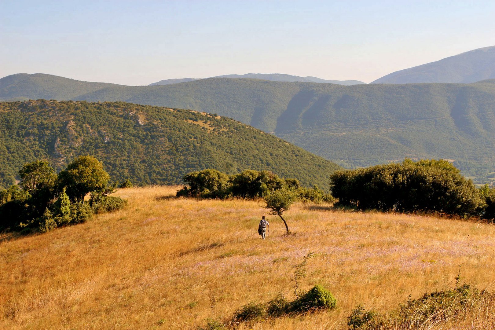 Heide im Rodopi-Gebirge