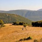 Heide im Rodopi-Gebirge