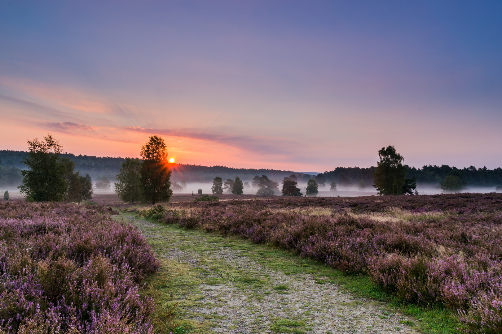 Heide im Sonnenaufgang