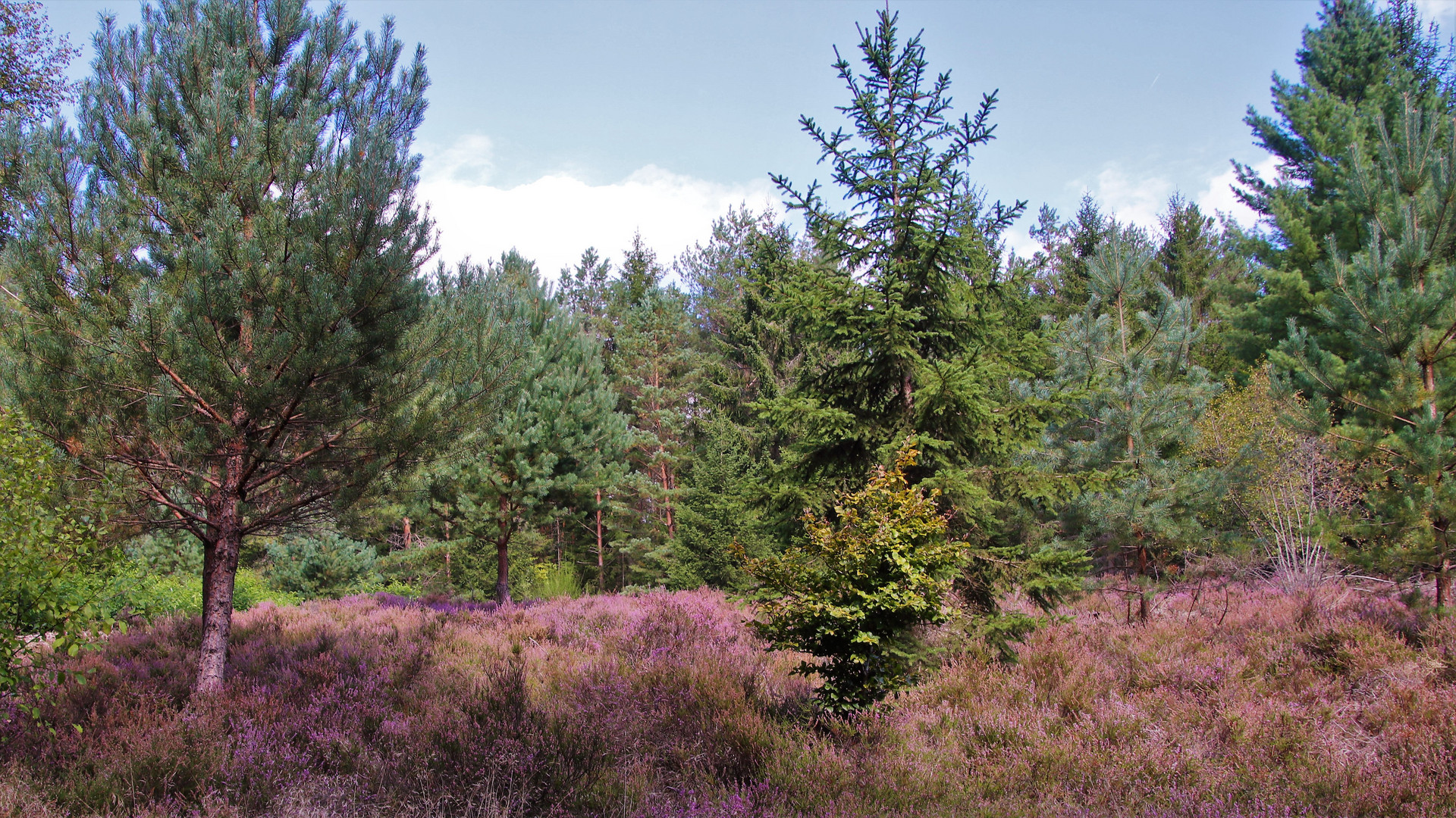 Heide im Steinbachtal