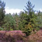 Heide im Steinbachtal