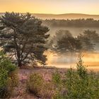 heide im streiflicht