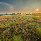 Heide im warmem Licht