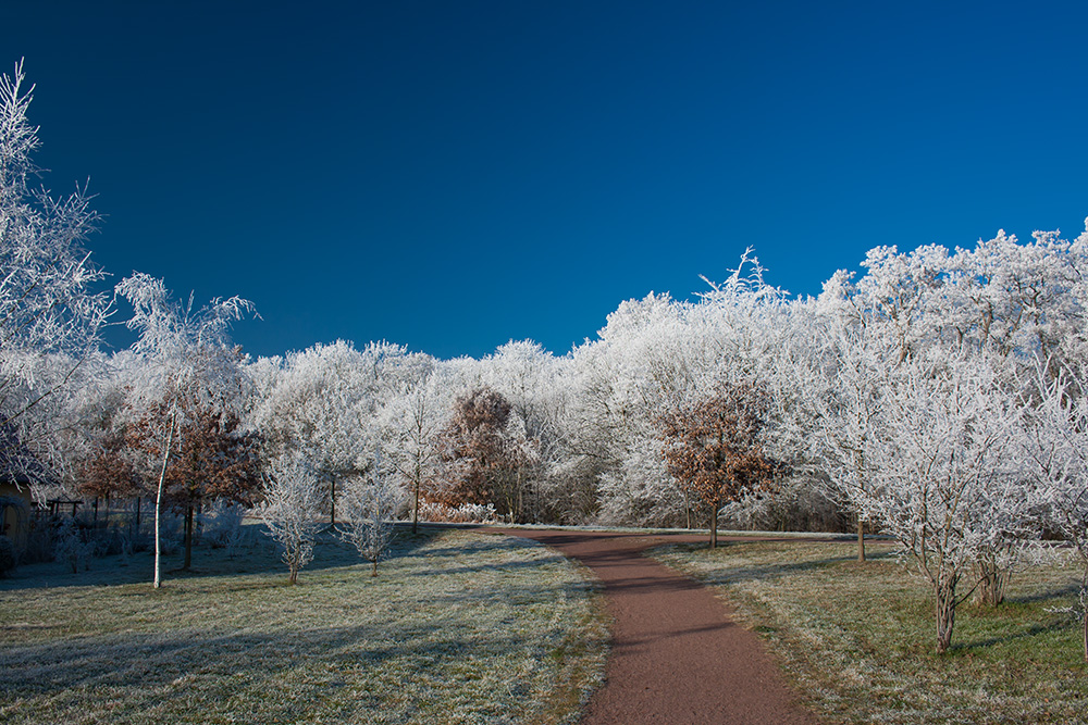 Heide im Winter