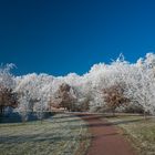 Heide im Winter