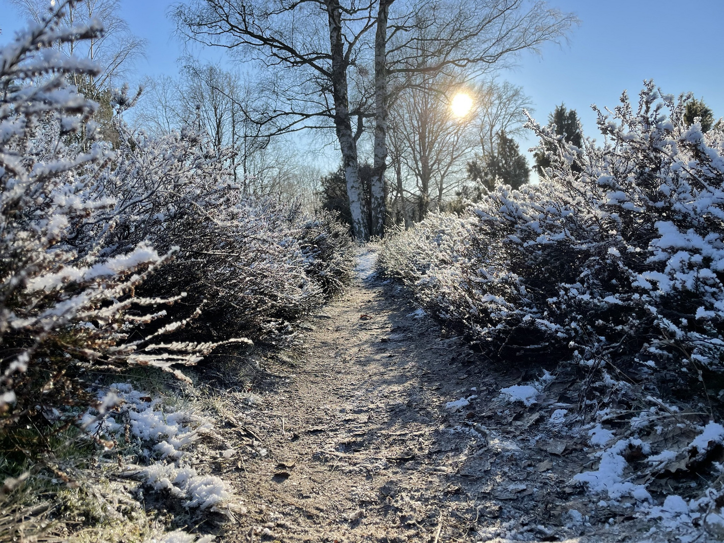 Heide im Winter