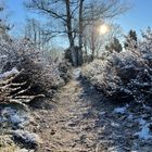 Heide im Winter