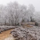 Heide im Winter