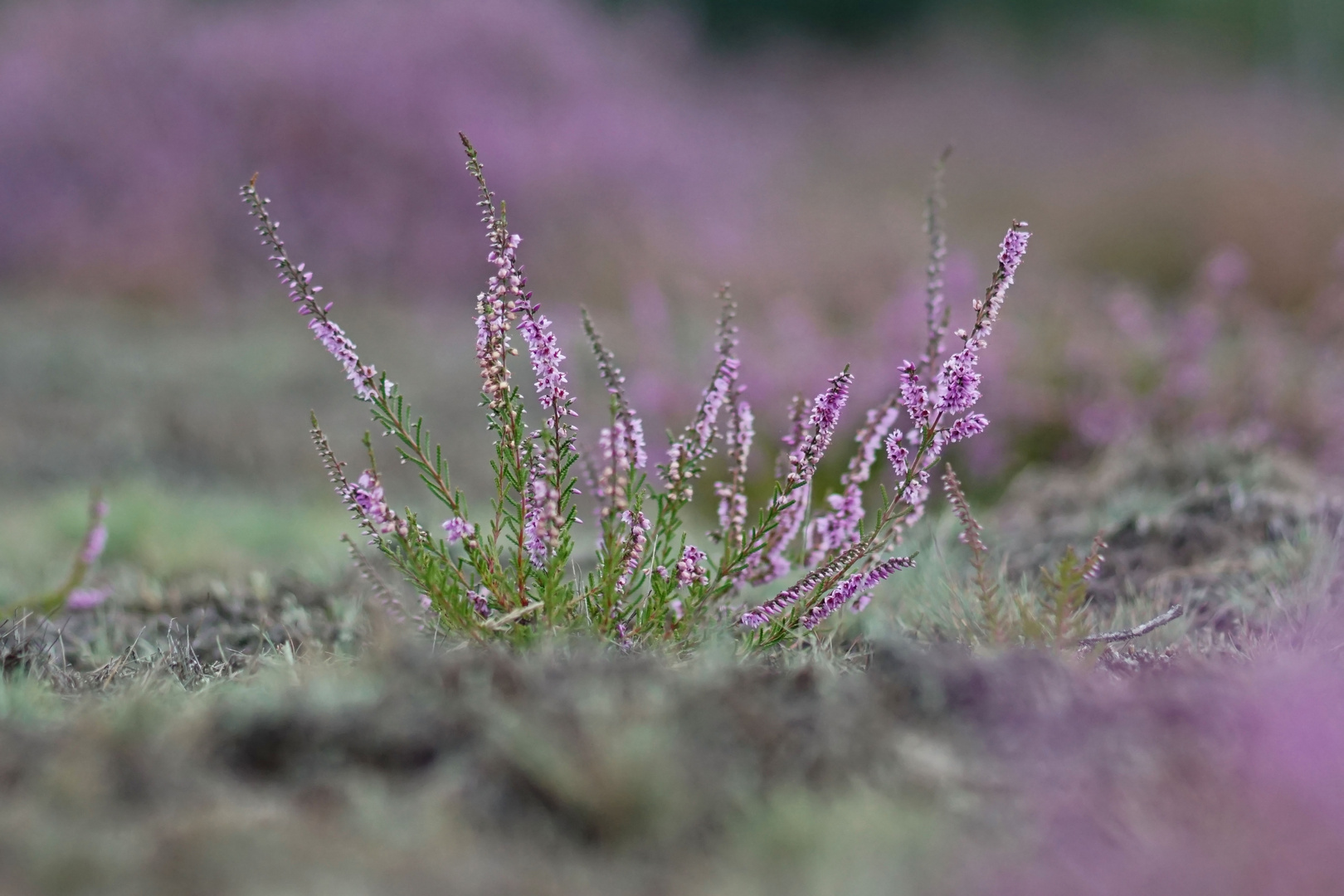 Heide-Impressionen