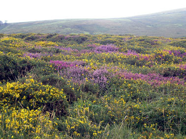 Heide in Dartmoor