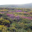 Heide in Dartmoor