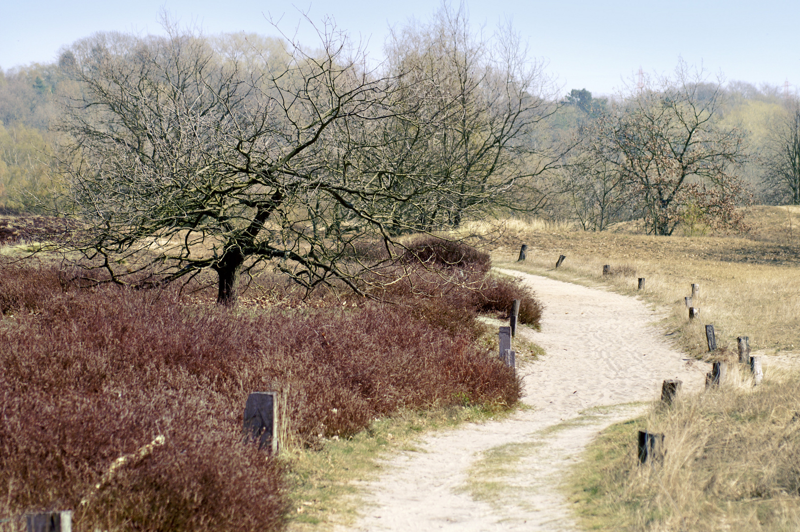 Heide in den Boberger Dünen