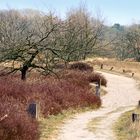 Heide in den Boberger Dünen