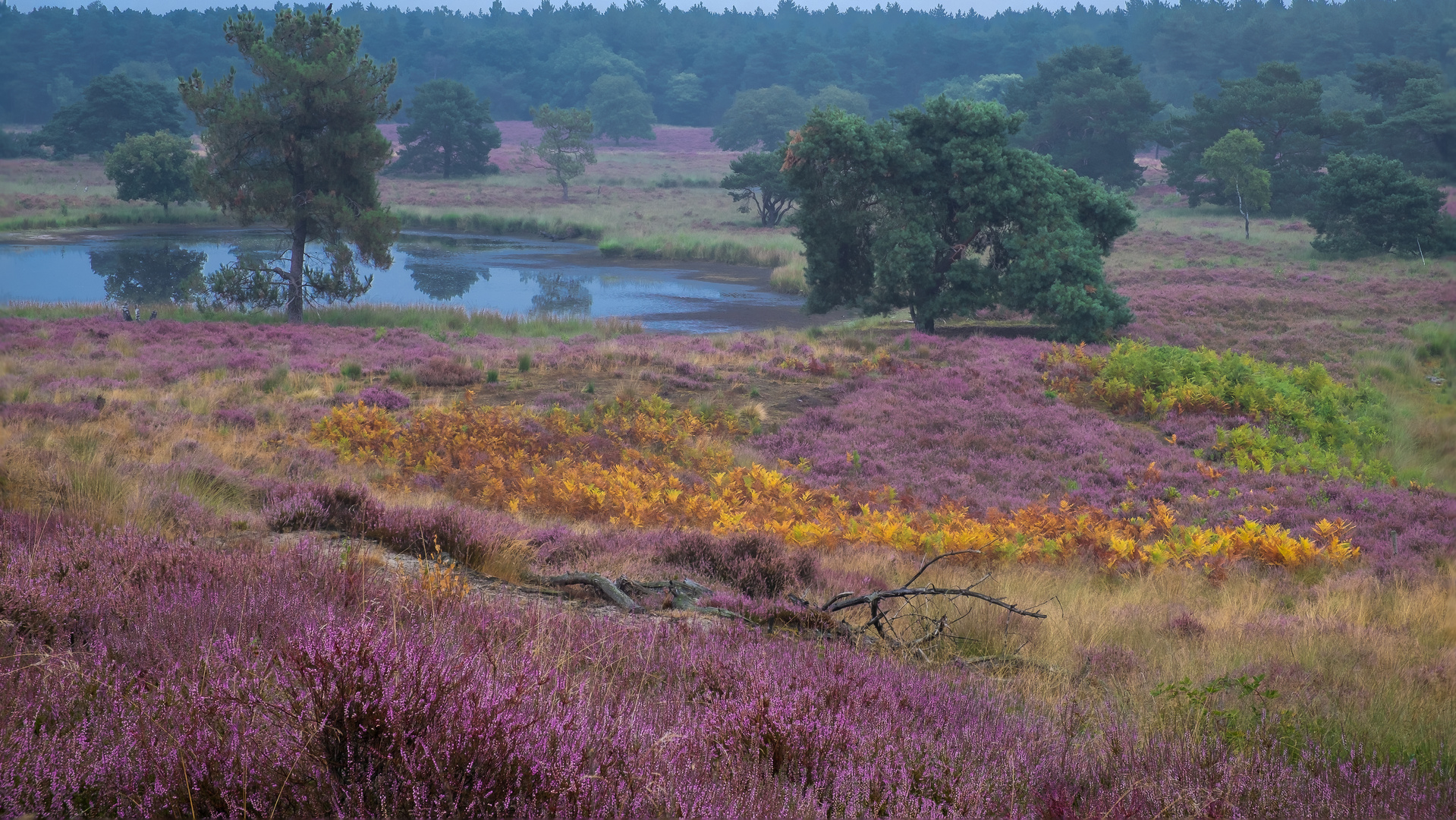 Heide in Holland