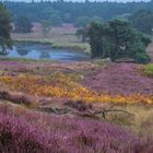 Heide in Holland