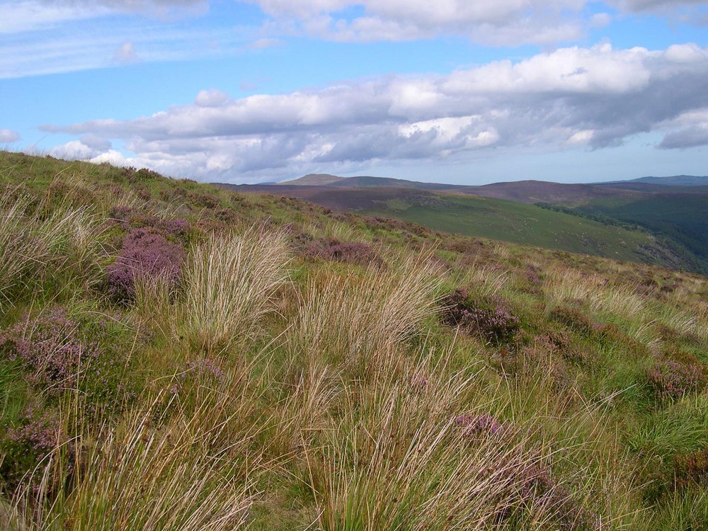 Heide in Irland, Wicklow Mountains