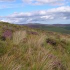 Heide in Irland, Wicklow Mountains