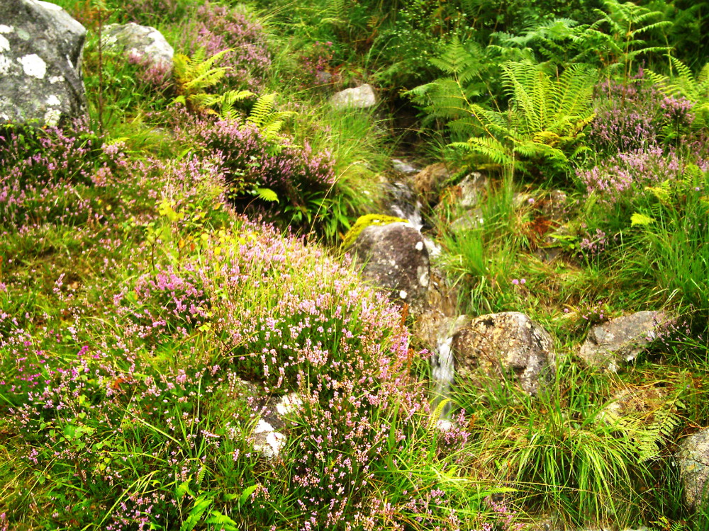 Heide in Schottland