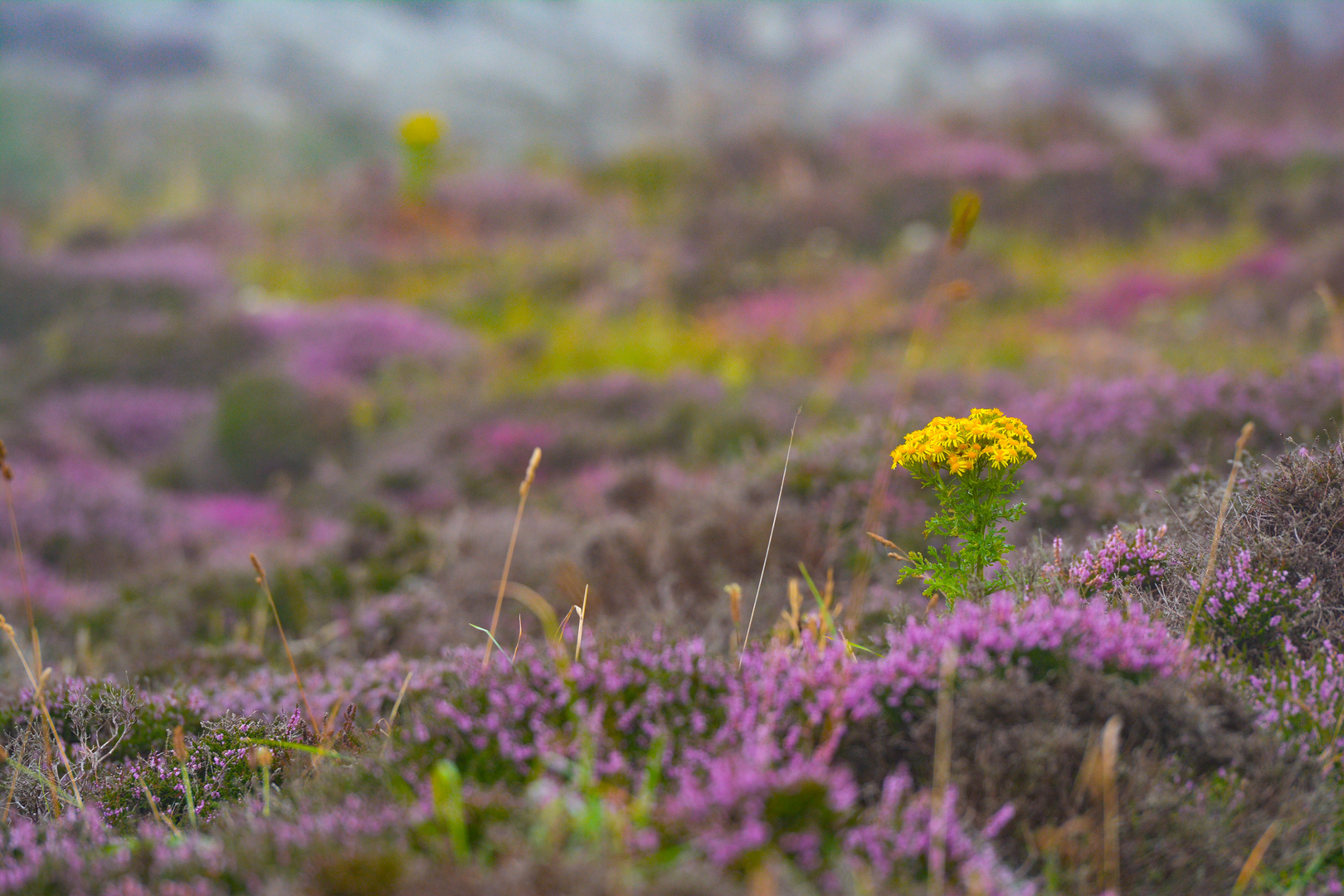 Heide in Wales