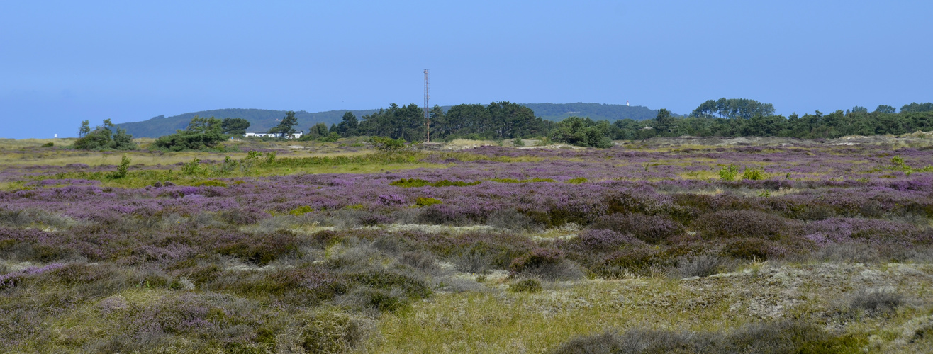 Heide/ Insel Hiddensee 