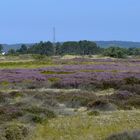 Heide/ Insel Hiddensee 