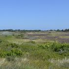 Heide/ Insel Hiddensee 