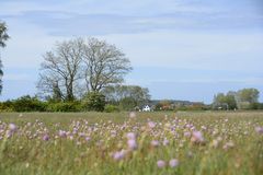 Heide -Land im Mai