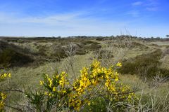 Heide -Land im Mai