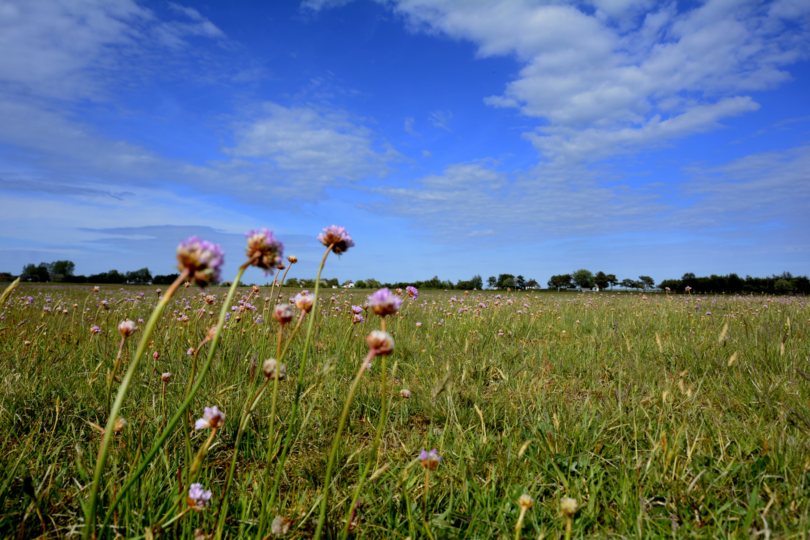 Heide -Land im Mai