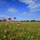 Heide -Land im Mai