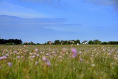 Heide -Land im Mai