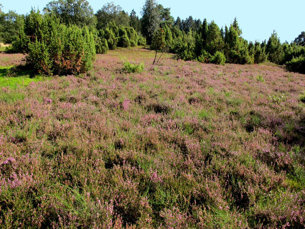 Heide Landschaft