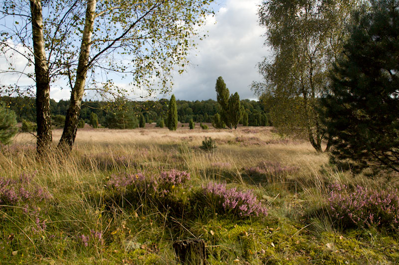 Heide-Landschaft