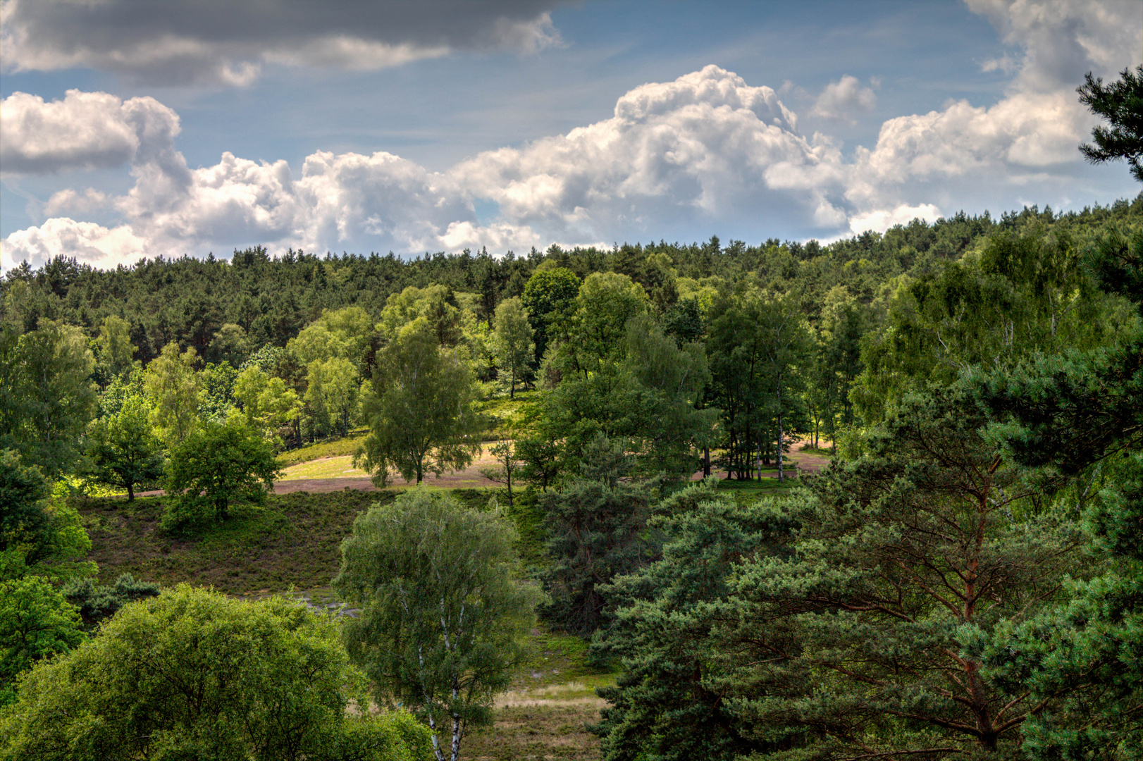 Heide Landschaft