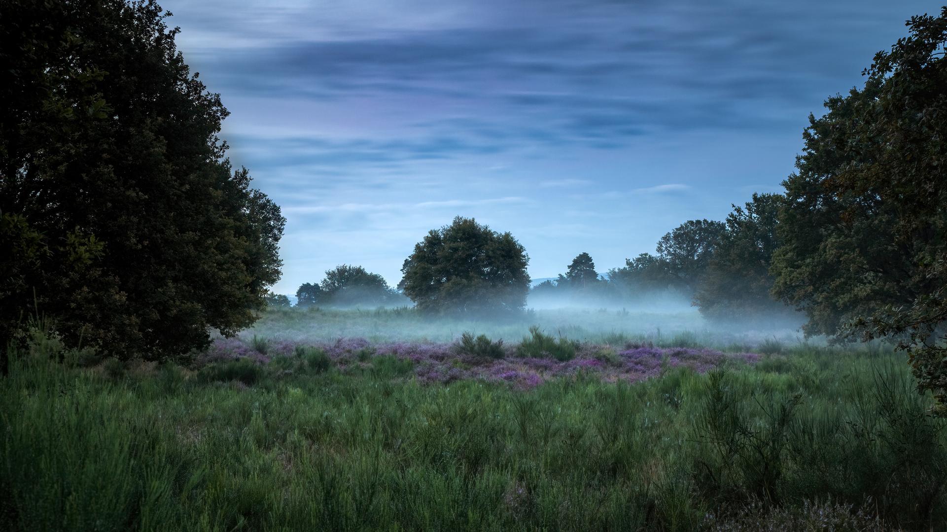 Heide Landschaft