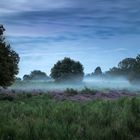 Heide Landschaft