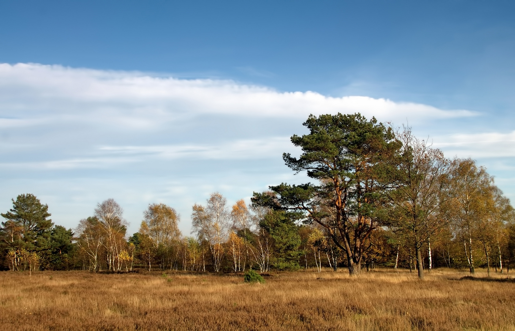 °Heide-Landschaft°