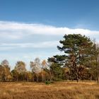 °Heide-Landschaft°