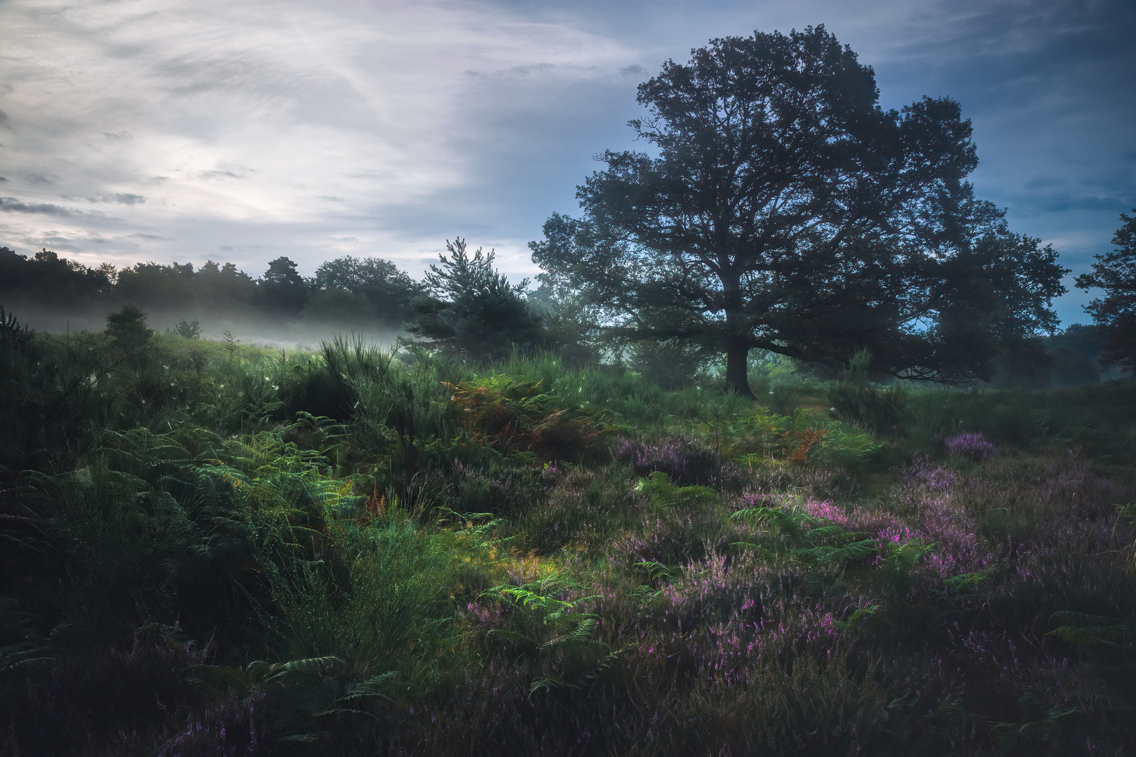 Heide Landschaft II