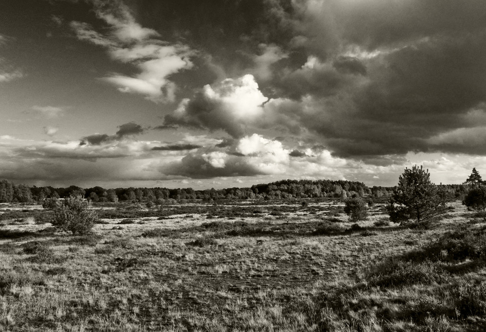 Heide Landschaft im Oktober