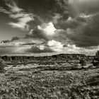 Heide Landschaft im Oktober