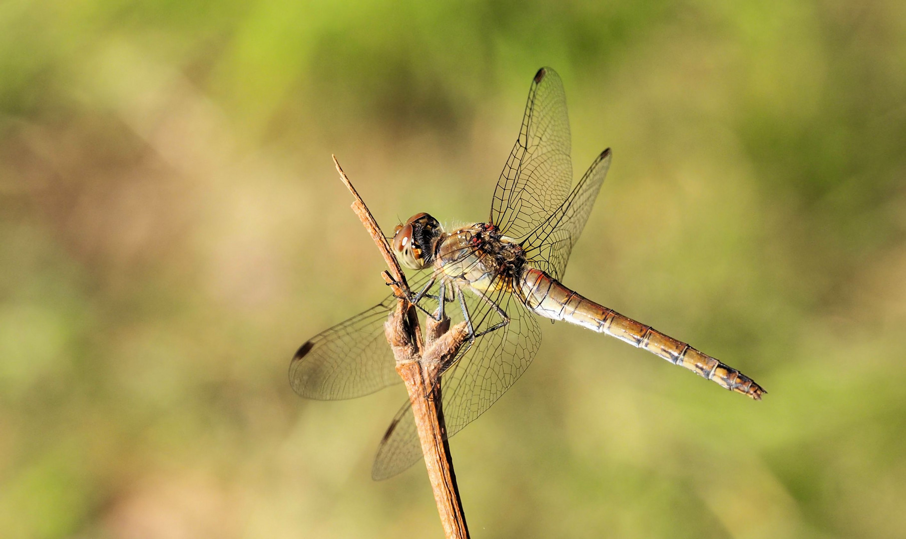 Heide Libelle....