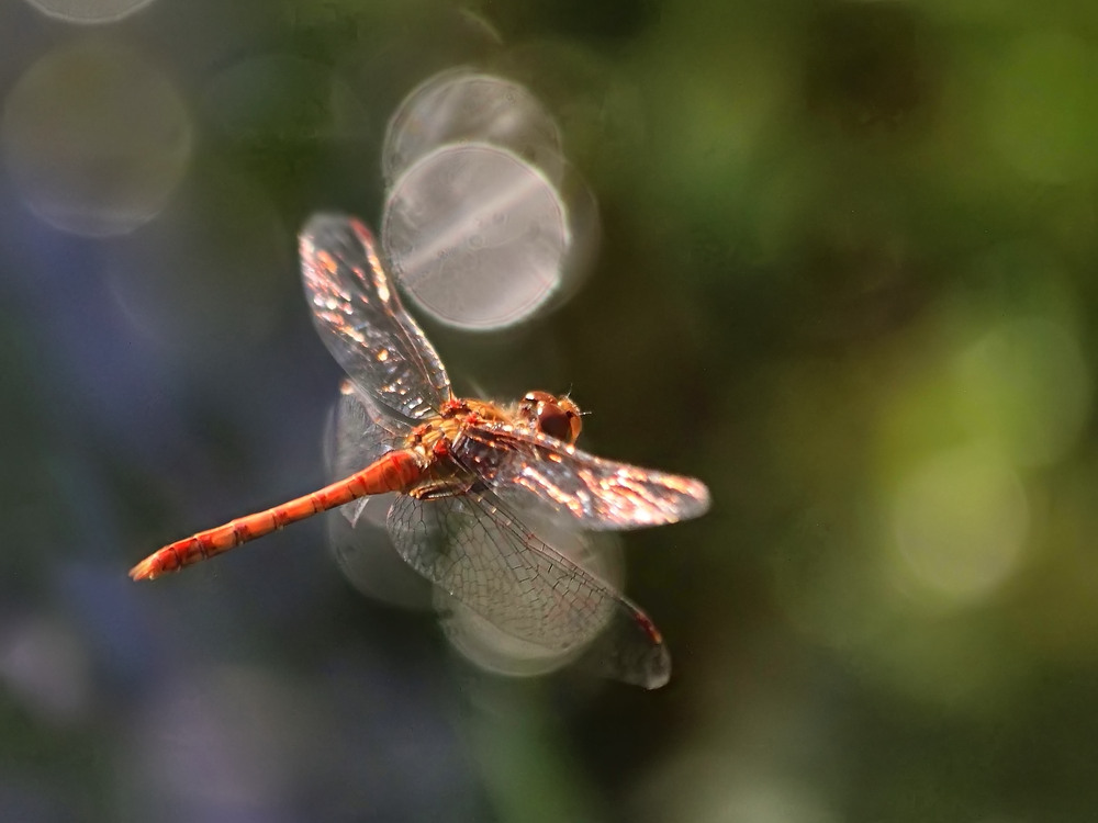 Heide-Libelle am Teich