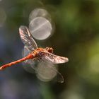 Heide-Libelle am Teich