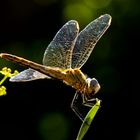 Heide Libelle im Licht 