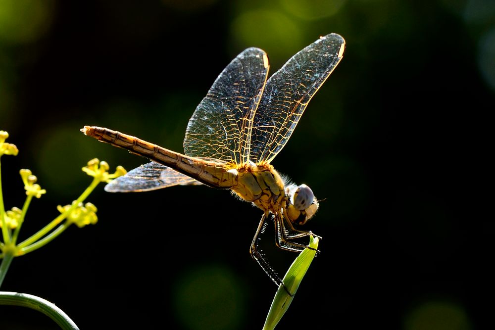 Heide Libelle im Licht 